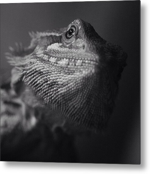 Rcspics Metal Print featuring the photograph Blix by Dave Edens