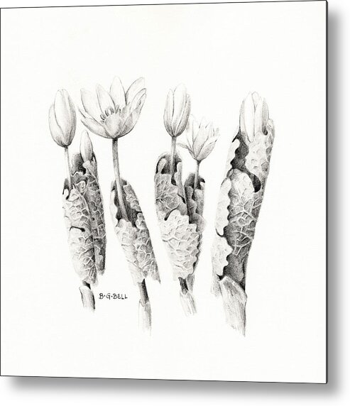Bloodroot Metal Print featuring the drawing Bloodroot Group by Betsy Gray
