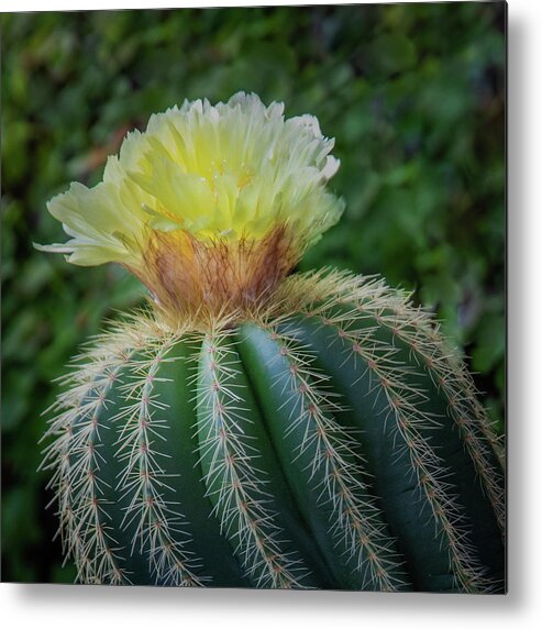 Blooming Metal Print featuring the photograph Blooming Cactus by James Woody