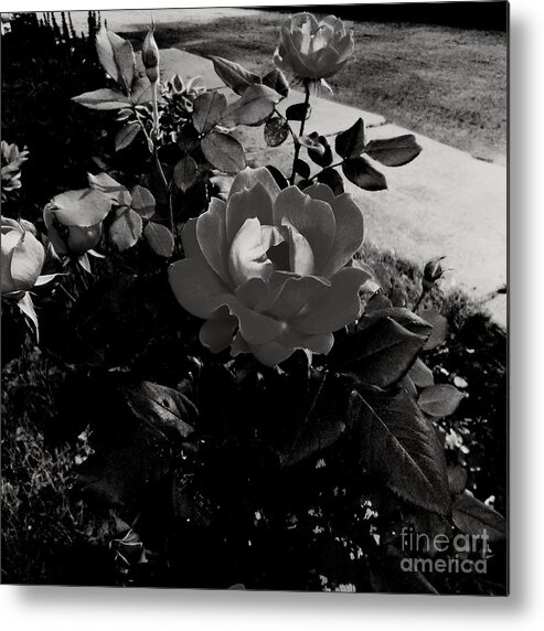 Flower Metal Print featuring the photograph Blooming Flower in Black and White by Frank J Casella