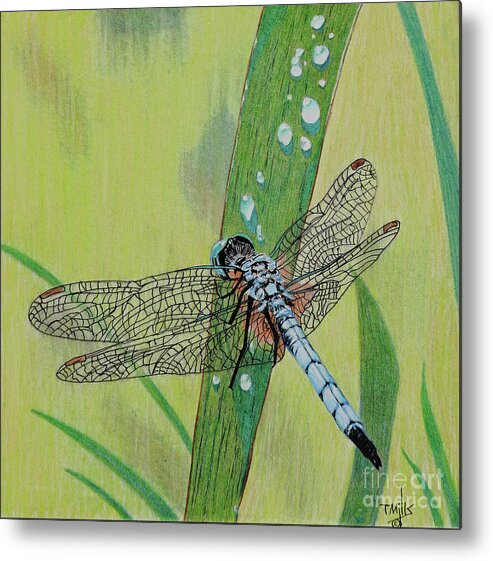 Insect Metal Print featuring the drawing Blue Dasher by Terri Mills