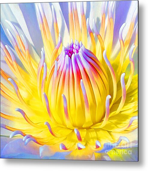  Blue Lotuses Metal Print featuring the photograph Blue Yellow Lily by Jennifer Robin