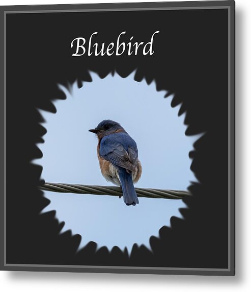 Eastern Bluebird Metal Print featuring the photograph Bluebird by Holden The Moment