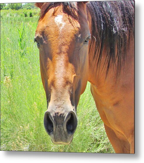 Field Metal Print featuring the photograph Boo by Marilyn Diaz
