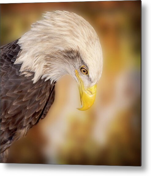 Bald Eagle Metal Print featuring the photograph Bow Your Head and Prey by Bill and Linda Tiepelman