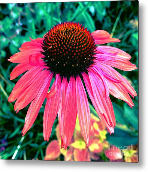 Flower Metal Print featuring the photograph Brilliant Coneflower by Onedayoneimage Photography