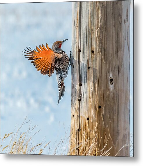 Bird Metal Print featuring the photograph Brilliant Northern Flicker Woodpecker by Yeates Photography