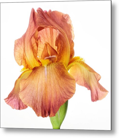 Bearded Iris Metal Print featuring the photograph Bronze Beauty by David and Carol Kelly