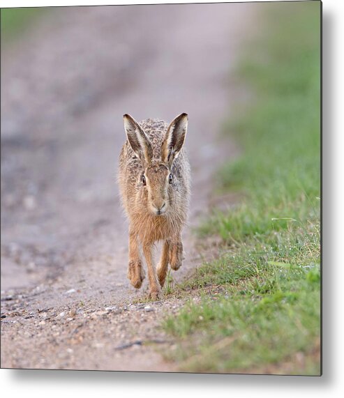 Brown Metal Print featuring the photograph Brown Hare Approaching Down Track by Pete Walkden