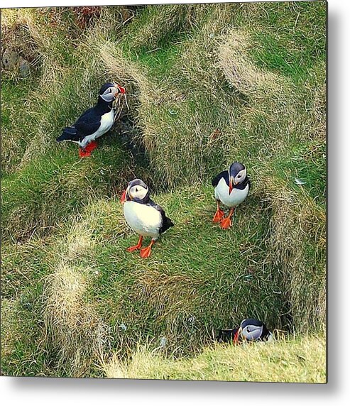 Puffins Metal Print featuring the photograph Busy by HweeYen Ong