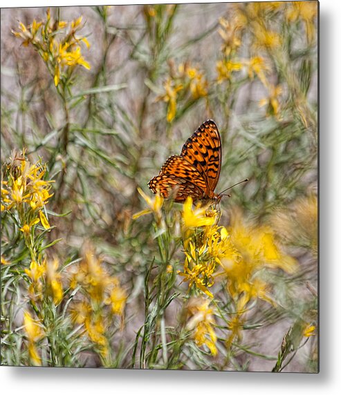 Butterfly Metal Print featuring the photograph Butterfly Brunch by Bonnie Bruno