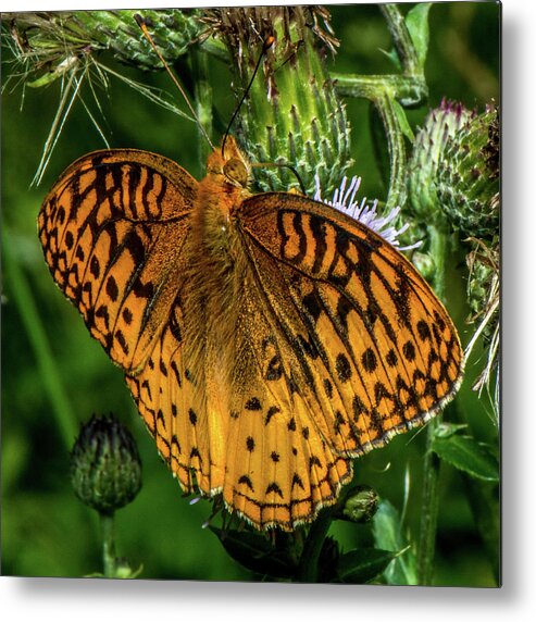 Butterfly Close Up Metal Print featuring the photograph Butterfly Close up by Paul Freidlund