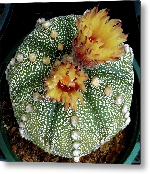 Cactus Metal Print featuring the photograph Cactus Flower 10 by Selena Boron