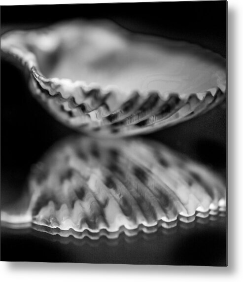 Scallop Metal Print featuring the photograph Calico Scallop b/w by Hermes Fine Art