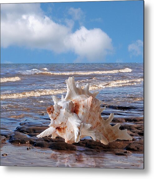Sea Shell Metal Print featuring the photograph Call Of The Ocean - Murex Seashell Square by Gill Billington