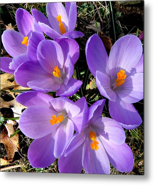 Spring Metal Print featuring the photograph Can you say PURPLE by Kim Galluzzo Wozniak