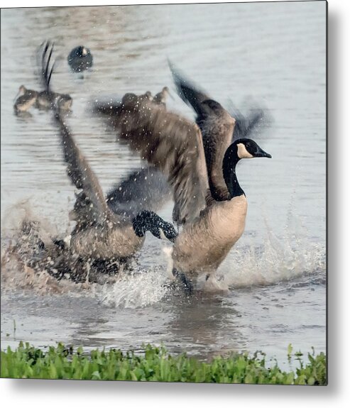 Canada Metal Print featuring the photograph Canada Geese Fight 3975-012618-4cr by Tam Ryan