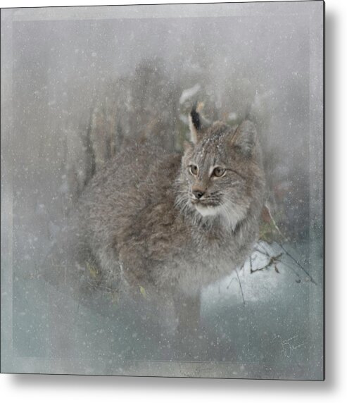 Animal Metal Print featuring the photograph Canada Lynx Painted by Teresa Wilson