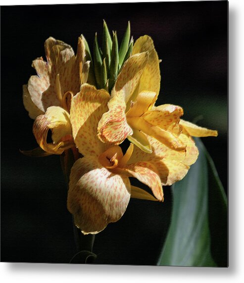 Photograph Metal Print featuring the photograph Cannas Amarillo Squared by Suzanne Gaff