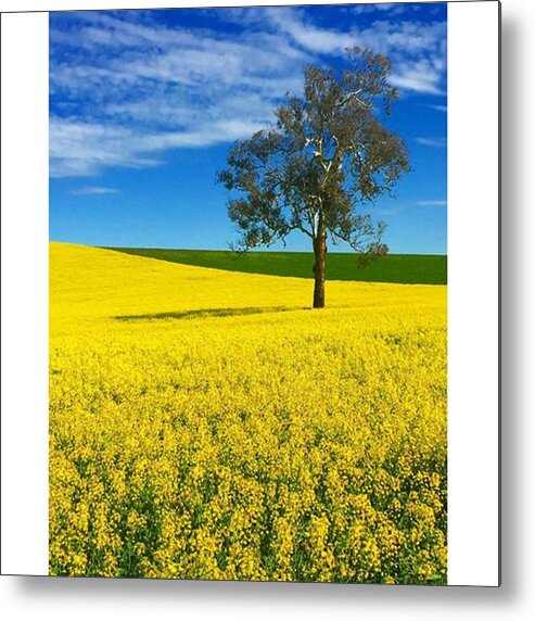 Beautiful Metal Print featuring the photograph Canola Fields Photo By @pauldalsasso by Paul Dal Sasso