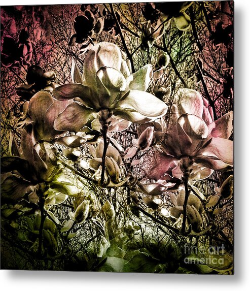 Spring Metal Print featuring the photograph Carols Magnolia by Karen Lewis