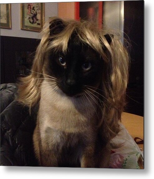 Hair Metal Print featuring the photograph #cat #hair # Patience # Funny #stupid by Gizmo Omar