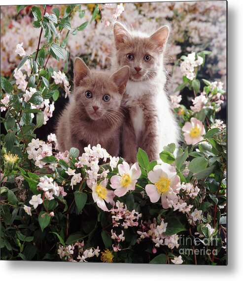 Kittens Metal Print featuring the photograph Cat Roses by Warren Photographic
