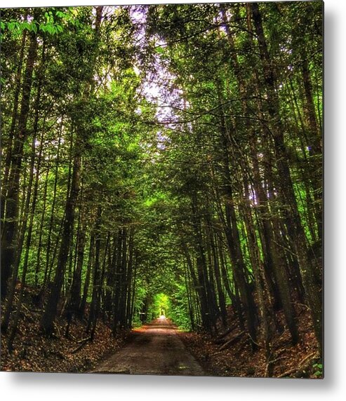 Loggingroads Metal Print featuring the photograph Cathedral Forests by Nick Heap