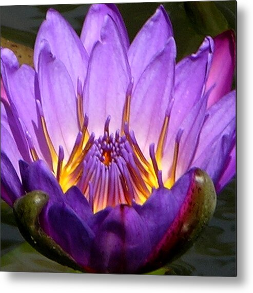 Water Lily Metal Print featuring the photograph Center of the Universe by John Lautermilch