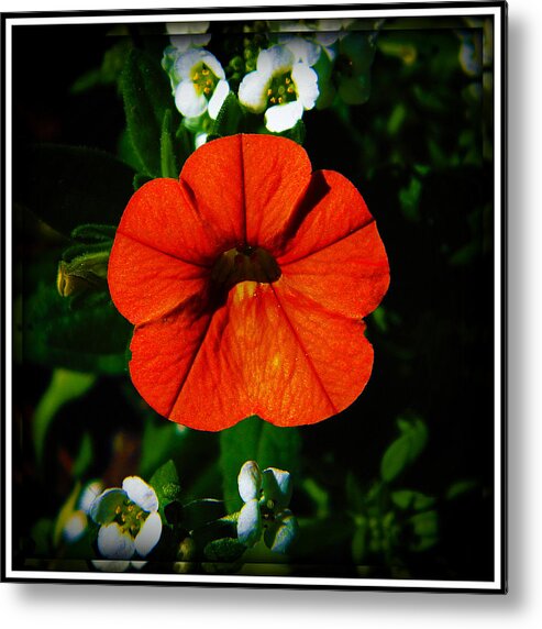 Flower Metal Print featuring the photograph Center Stage by Leslie Revels