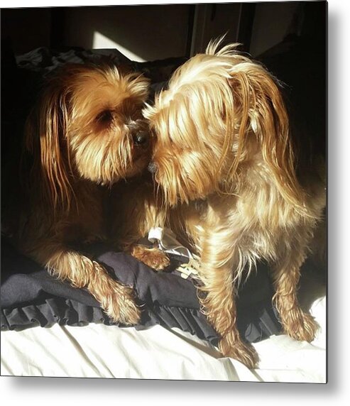 Dog Metal Print featuring the photograph Sister And Brother by Rowena Tutty