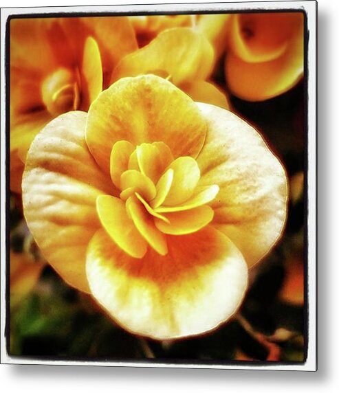 Flowergram Metal Print featuring the photograph Charlie's Begonias. He Grows Them On by Mr Photojimsf