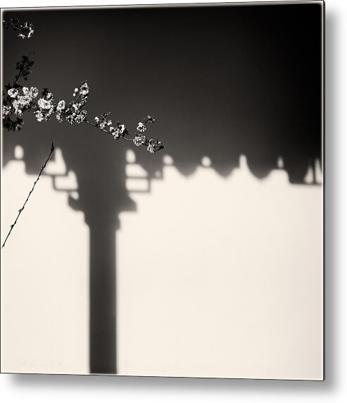 Dr. Sun Yat-sen Chinese Garden Vancouver Metal Print featuring the photograph Cherry Blossoms and Shadow by Peter V Quenter