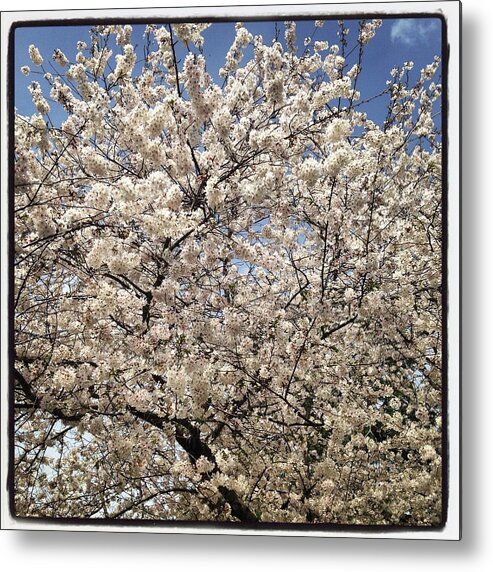 Cherry Blossoms Metal Print featuring the photograph Cherry Blossoms Williamsburg 2016 by Will Felix