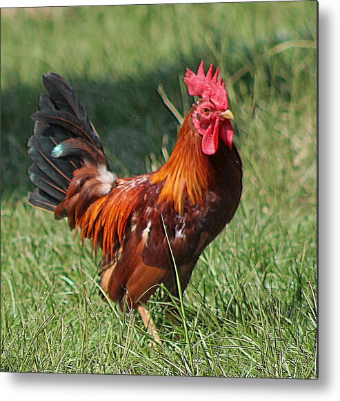 Animals Metal Print featuring the photograph Chickens Beware - The Boss Is Here by DB Hayes