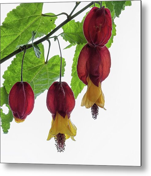 Shrub Metal Print featuring the photograph Chinese lantern 4 by Shirley Mitchell