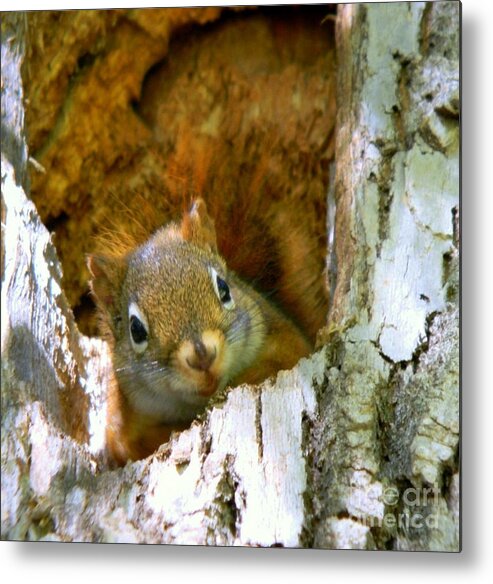 Chipmunk Metal Print featuring the photograph Chippy by Elfriede Fulda