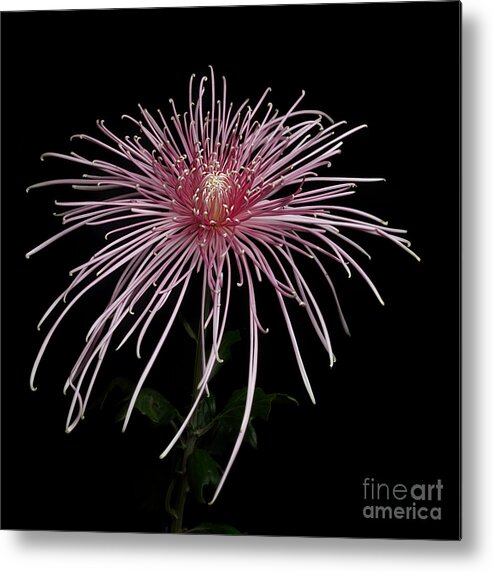 Flower Metal Print featuring the photograph Chrysanthemum 'Pink Splendor' by Ann Jacobson
