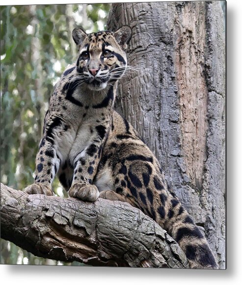 Nature Metal Print featuring the photograph Clouded Leopard by Gina Fitzhugh