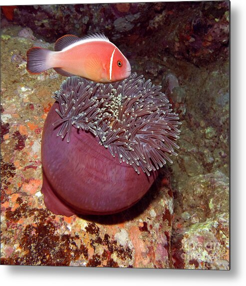 Clownfish Metal Print featuring the photograph Clownfish and eating Anemone by MotHaiBaPhoto Prints