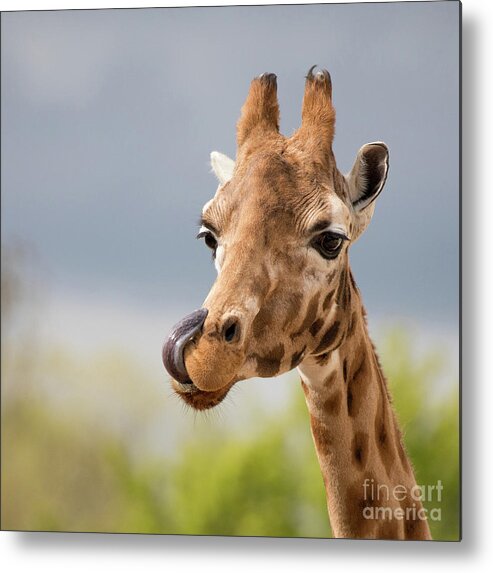 Giraffe Metal Print featuring the photograph Comical giraffe with his tongue out. by Jane Rix