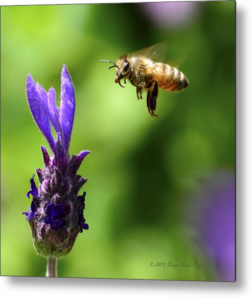 Honeybee Metal Print featuring the photograph Coming In For A Landing by Brian Tada