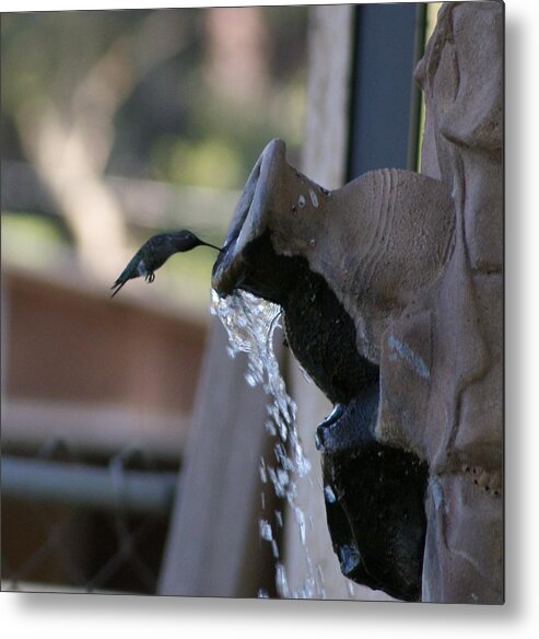 Hummingbird Metal Print featuring the photograph Coming in for Water by Liz Vernand