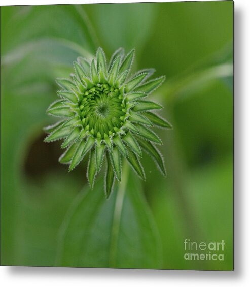 Cone Flower Metal Print featuring the photograph Cone Flower Spring Blooming Process by Dale Powell