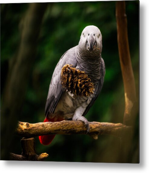 Bloedel Conservatory Metal Print featuring the photograph Congo African Grey Parrot by Peter V Quenter