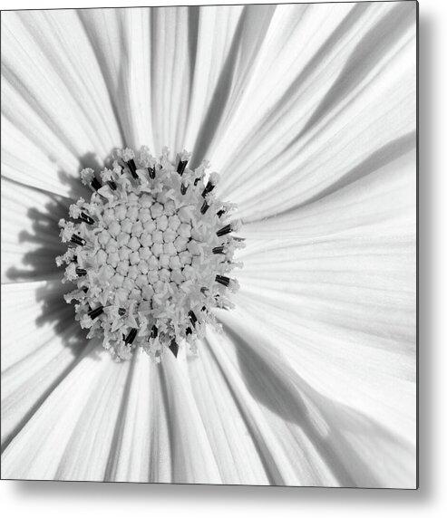 Bloom Metal Print featuring the photograph Cosmos Monochrome by Tanya C Smith