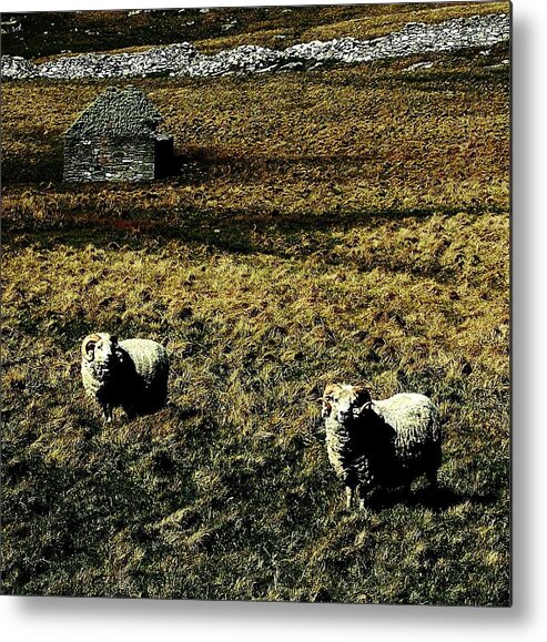 Sheep Metal Print featuring the photograph Curly Wurly by HweeYen Ong