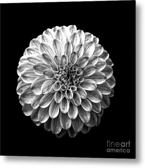 Square Metal Print featuring the photograph Dahlia Flower Black and White Square by Edward Fielding