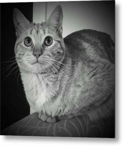 Tabby Metal Print featuring the photograph Daisy by Kathy Barney