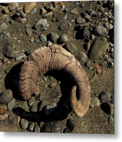 Horn Metal Print featuring the photograph Dall Sheep Horn by Fred Denner